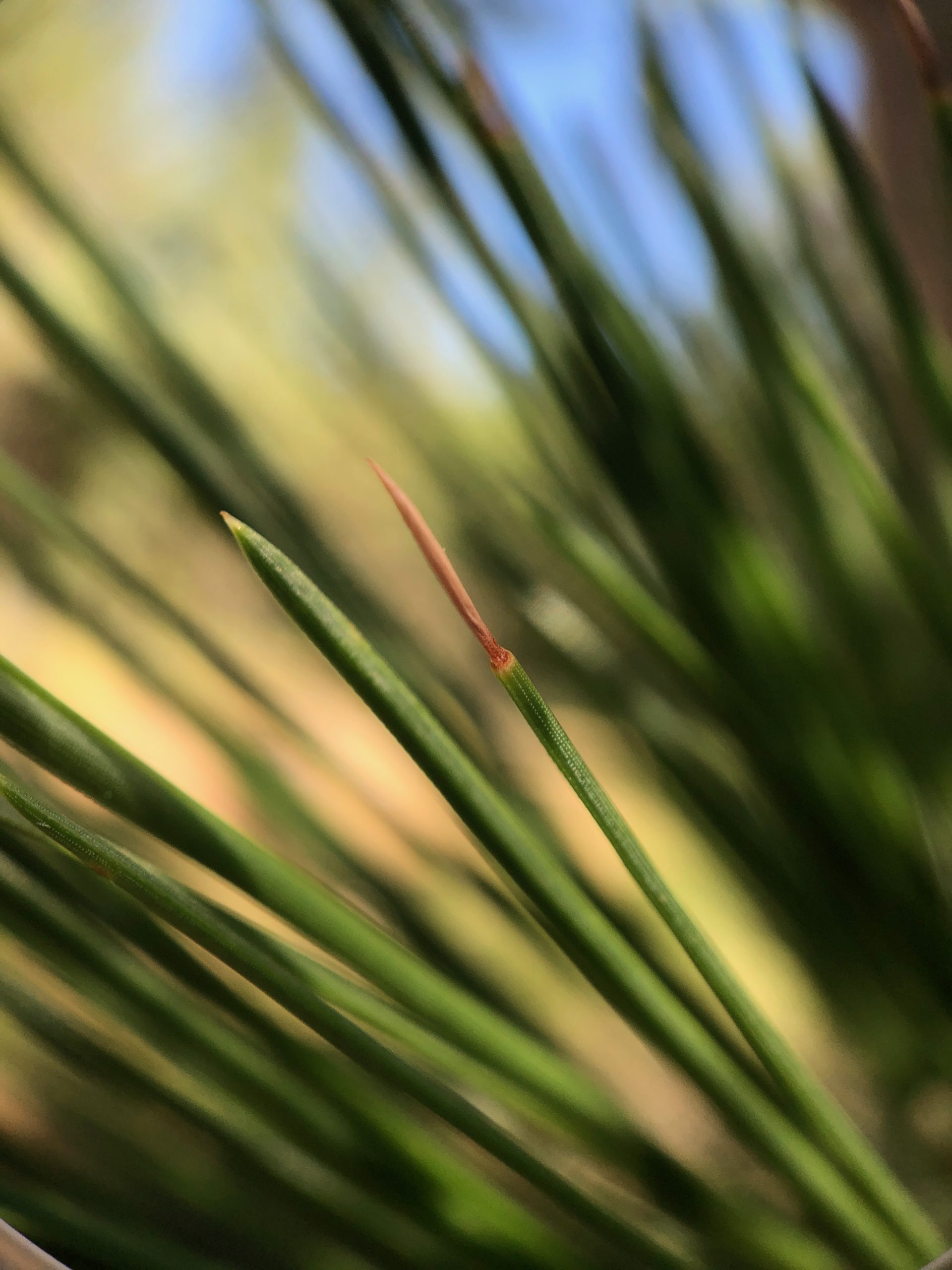 pine tree needles