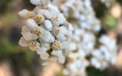 White Flowers