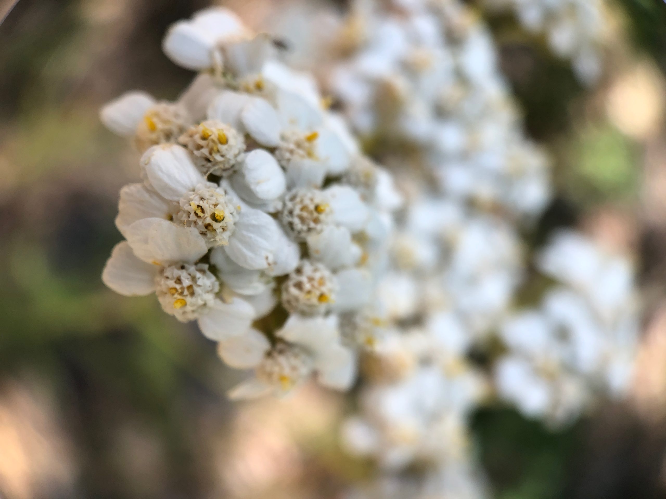 small white flowers