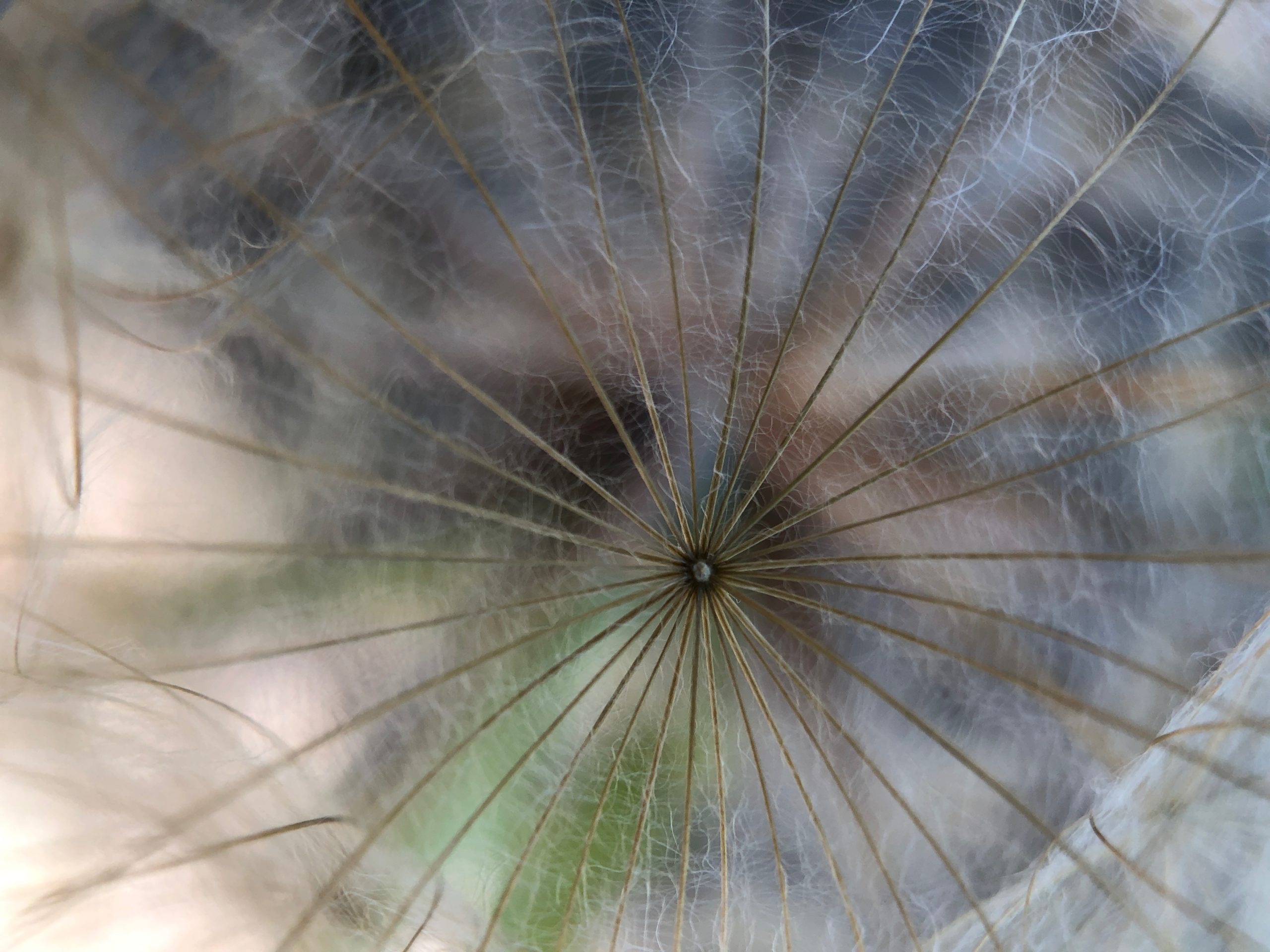 Seed of a dandelion