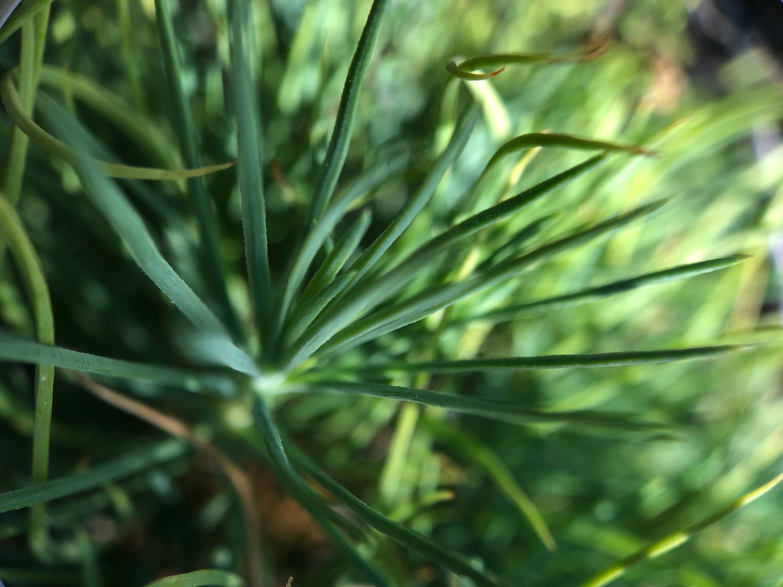 Close up of a succulent