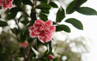 Huntington Library and Botanical Garden